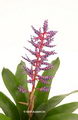 Aechmea Blue Rain